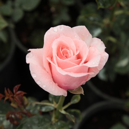 Rosen Online Kaufen - Rosa Marcsika - rosa - teehybriden-edelrosen - stark duftend - Márk Gergely - Ihre blassrosa Blüten mit feinen Tönen sind gefüllt und rundlich.